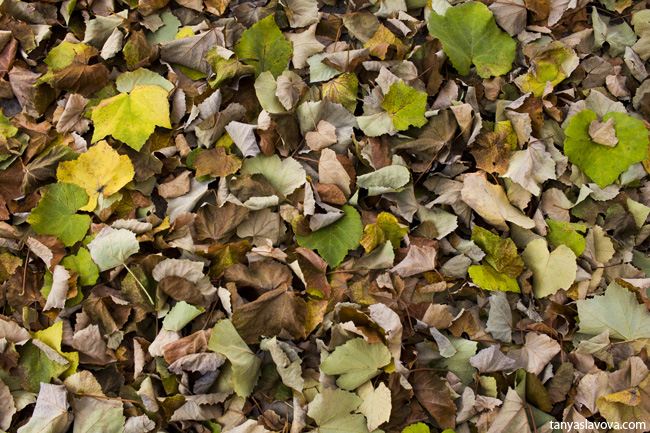 Лозови листа през есента