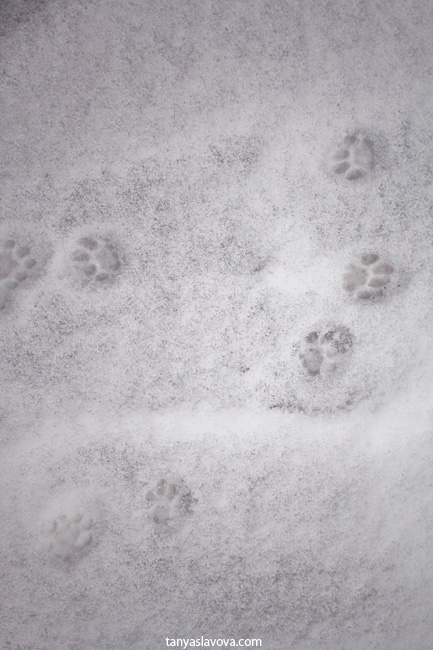 Котешки стъпки в снега